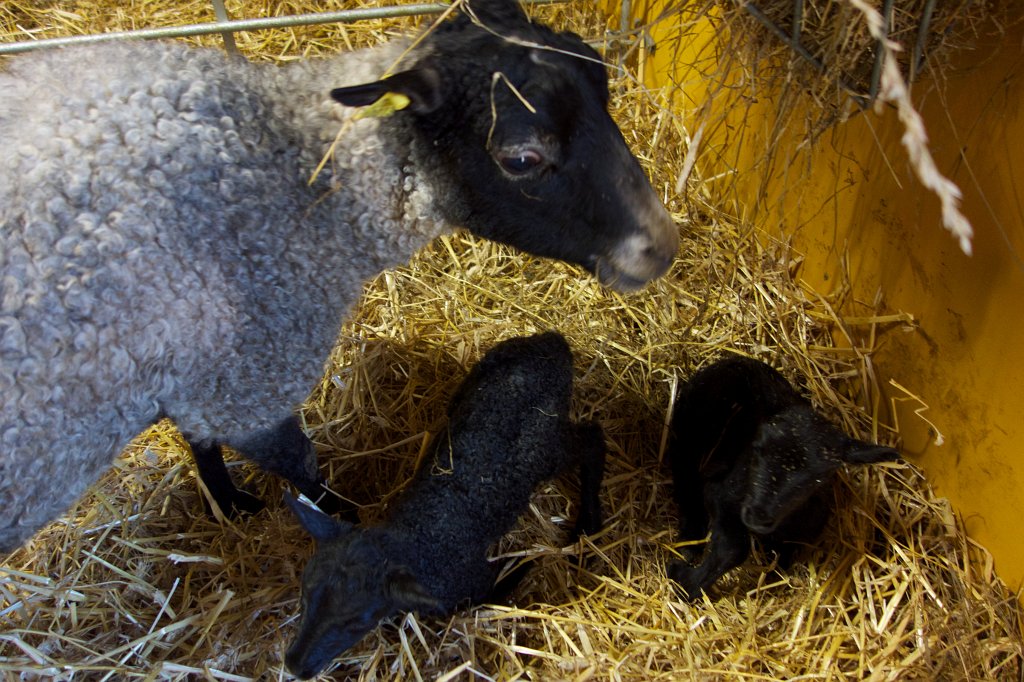 20130501-09-41-42.jpg - Några timmar gamla