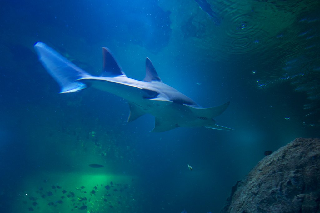 20130316-14-22-42.jpg - Coola fiskar på Universeum