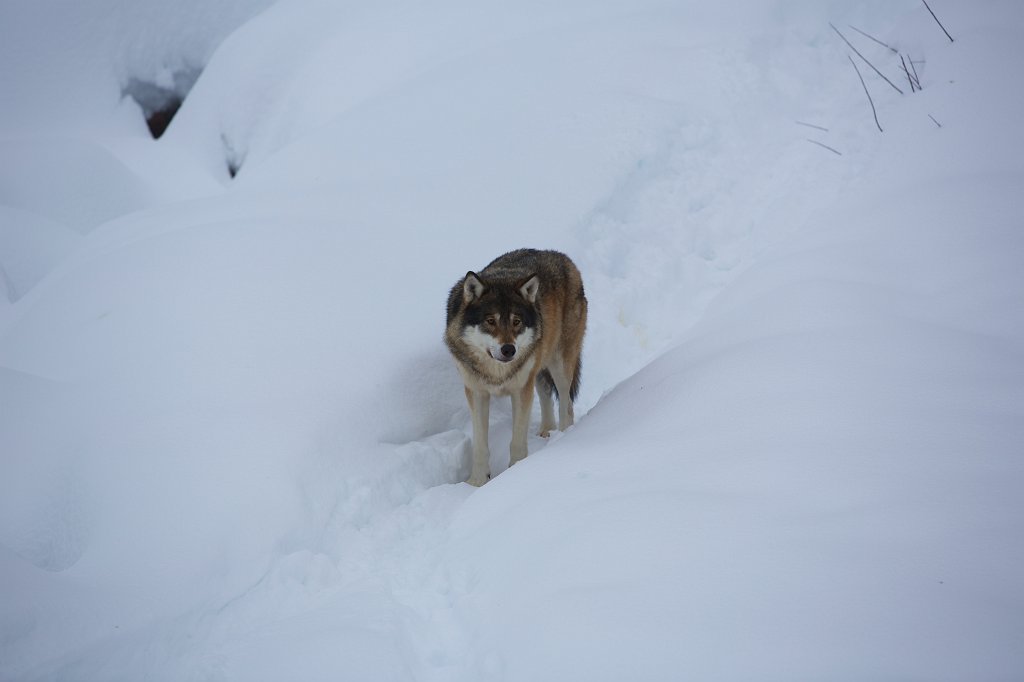 20140222-16-03-32.jpg - Orsa Björnpark