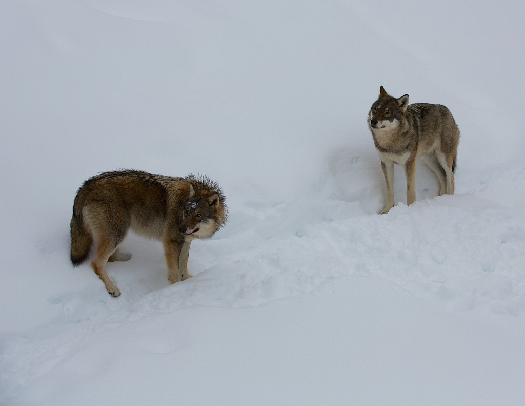 20140222-16-07-35.jpg - Orsa Björnpark
